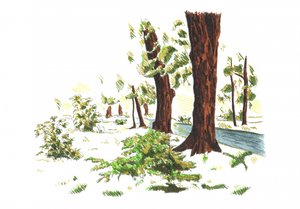 Quiet Winter Woods