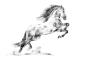 Rearing Appaloosa Horse