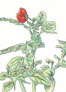 Red Flower Bud