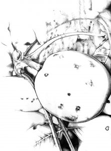 Rustic Apple Sketch