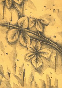 Sepia Botanical Drawing