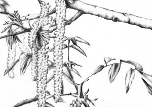 Spring Catkins (Detail)