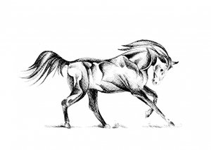 Stylized Horse Drawing