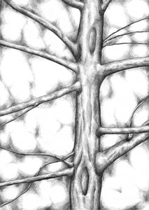 Textured Tree Trunk
