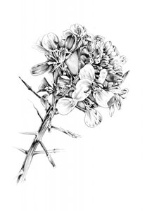 Thorns and Blooms