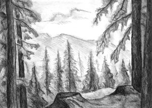Wild Mountain Forest