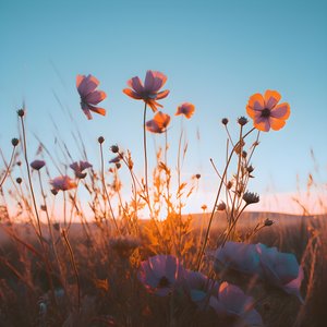 Flower Field 3