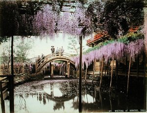 Wisteria at Kameido, Tokyo by Kusakabe (attr. to) Kimbei