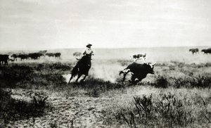 Cowboy on horseback lassooing a calf