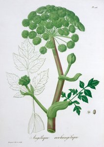 Angelica Archangelica