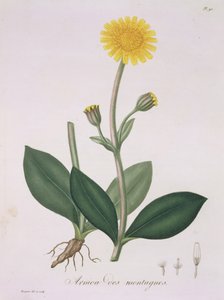 Arnica Montana from 