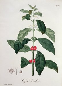 Coffea Arabica from 