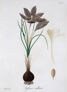 Saffron Crocus by LFJ Hoquart
