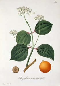 Strychnos nux vomica from 