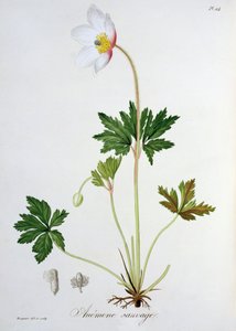 Wood Anemone from 