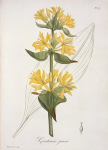 Yellow Gentian from 