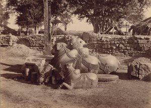 Bulls or Nadias with Ornamental Carvings Side View, Warangal, Hyderabad, Deccan by Lala Deen Dayal