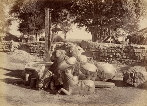 Sacred Bulls in Warungal Fort by Lala Deen Dayal