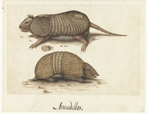 Album Sheet with Two Armadillos
