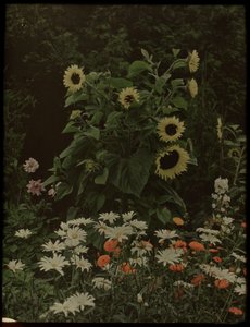 Garden of the House Kersbergen, Zeist, with Sunflowers by Lambertus Hendrik van Berk