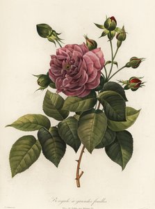Bengal Rose, Rosa Chinensis Variety, Bengale a Grandes Feuilles by Langlois Langlois