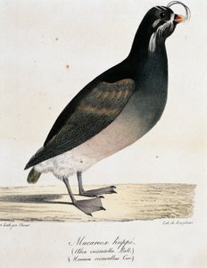 Crested Auklet (Aethia cristatella), from Voyage pittoresque autour du monde by Langlume Langlume