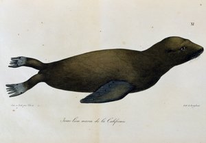 Young Sea lion, California, from Voyage pittoresque autour du monde by Langlume Langlume