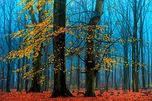 Misty Autumn Forest by Lars van de Goor †