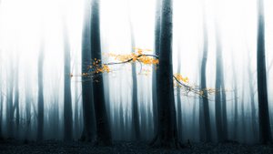 Misty Forest Glow by Lars van de Goor †