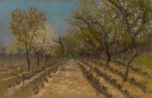 Vineyard