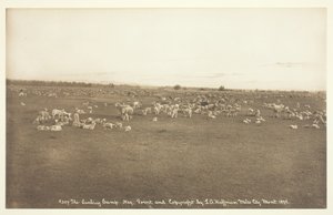 The Lambing Camp, 1894 by Laton Alton Huffman