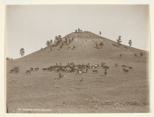 Working a Little Bunch in the Hills