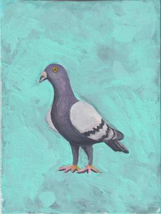 Pigeon