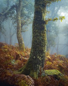 A Breath in the Pines
