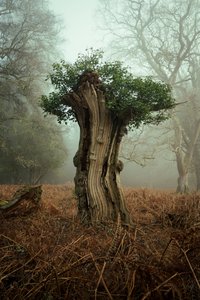 Ancient Bonsai by Lee Cooper
