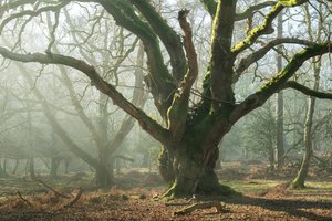 Ancient Brothers by Lee Cooper