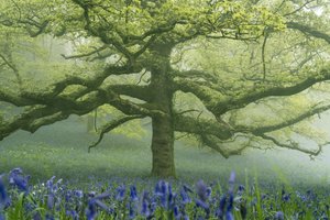 Ancient Greens 2 by Lee Cooper