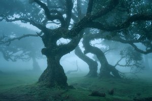 Ancient Order