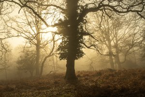 Autumn Morning by Lee Cooper