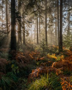 Autumn’s Memory