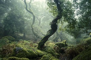 Awakening II by Lee Cooper