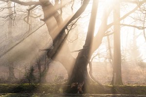 Beautiful Beams by Lee Cooper