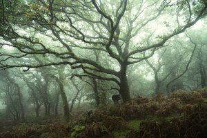 Canopy by Lee Cooper