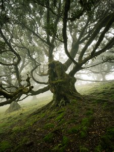 Canopy II by Lee Cooper