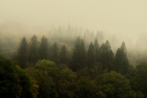 Cloud Forest by Lee Cooper
