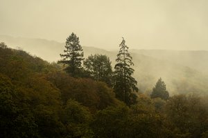 Cloud Forest III by Lee Cooper