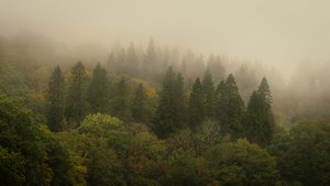 Cloud Forest II by Lee Cooper