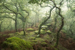 Dewerstone by Lee Cooper
