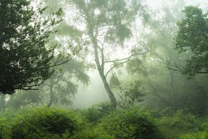 Echoes in Green, 2024