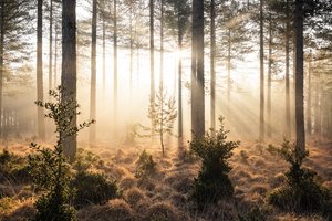Emberwood by Lee Cooper